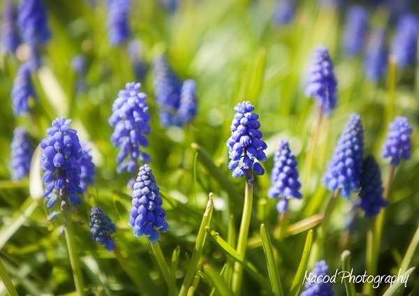 Grape Hyacynth - Scotland