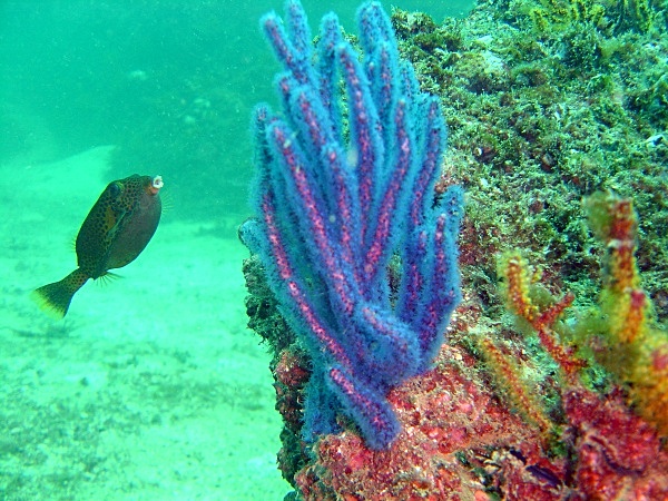  - Underwater