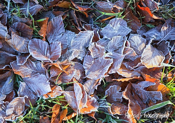 Frosty Leaves - England