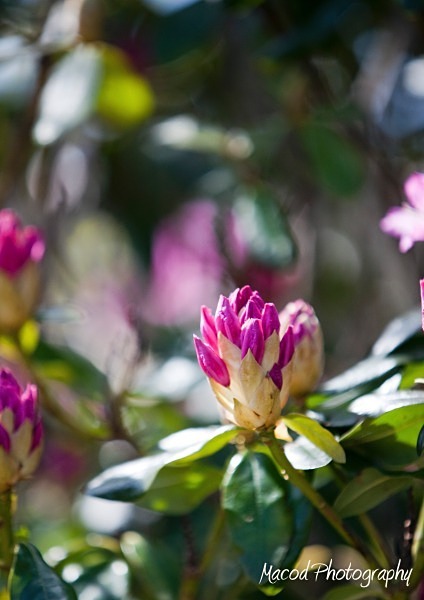 Rhodedendron - Scotland