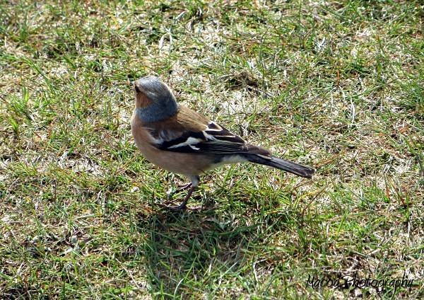 A Wee Bird - Scotland