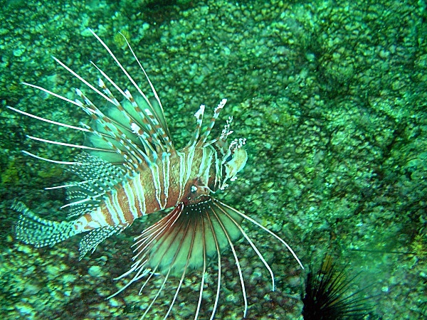  - Underwater