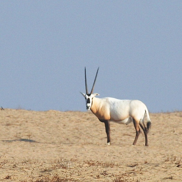 Oryx - Landscapes