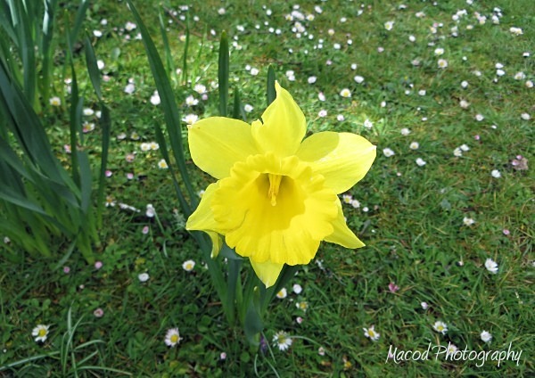 Daf & Daisies - Scotland