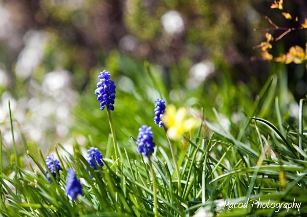 Foliage - Scotland