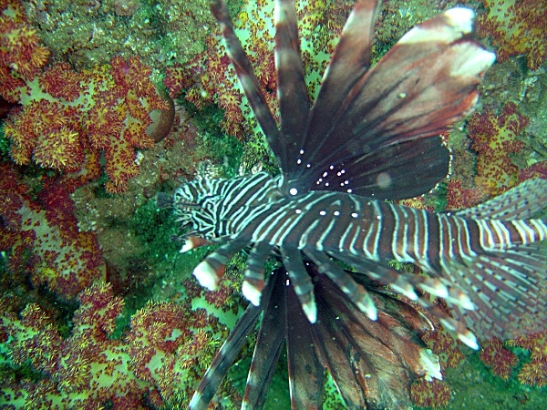  - Underwater
