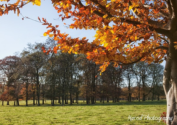 Autumn Colour - England