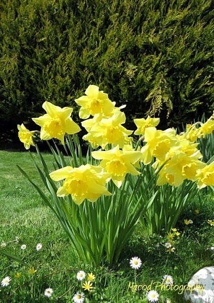 Clump of Dafs - Scotland