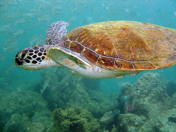  - Underwater