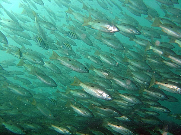  - Underwater