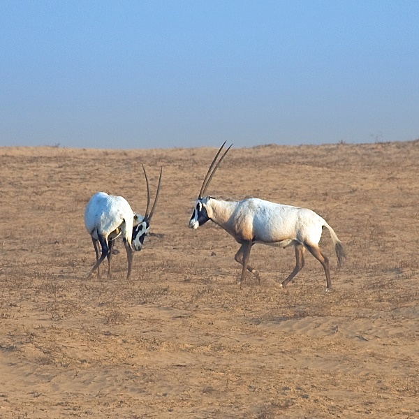 Oryx Pair - Landscapes
