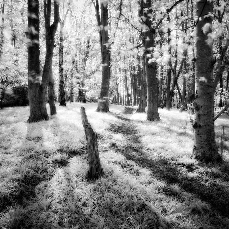 In the Woods - Landscape