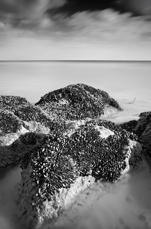 Mussels - Time Slips By