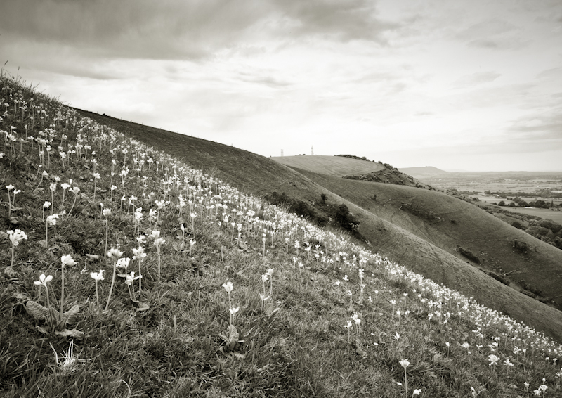 Cowslips on the Downs - Landscape