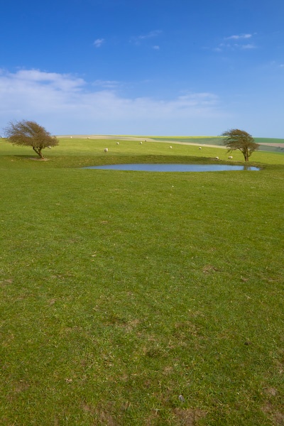 Two Trees - Landscape