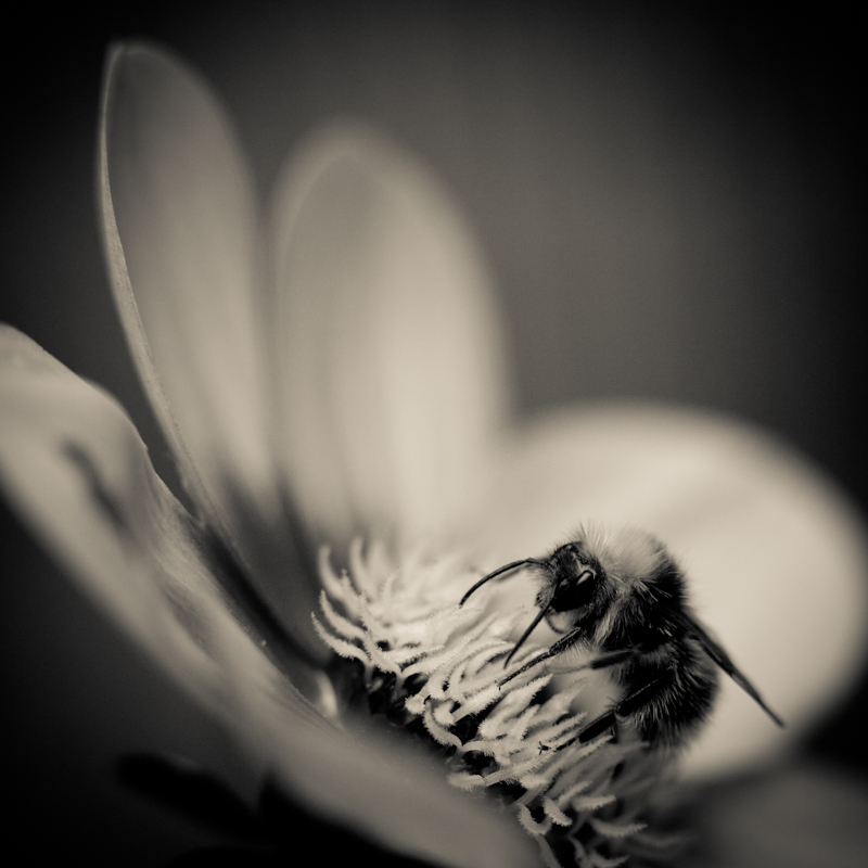Dahlia and Bee - My Back Garden
