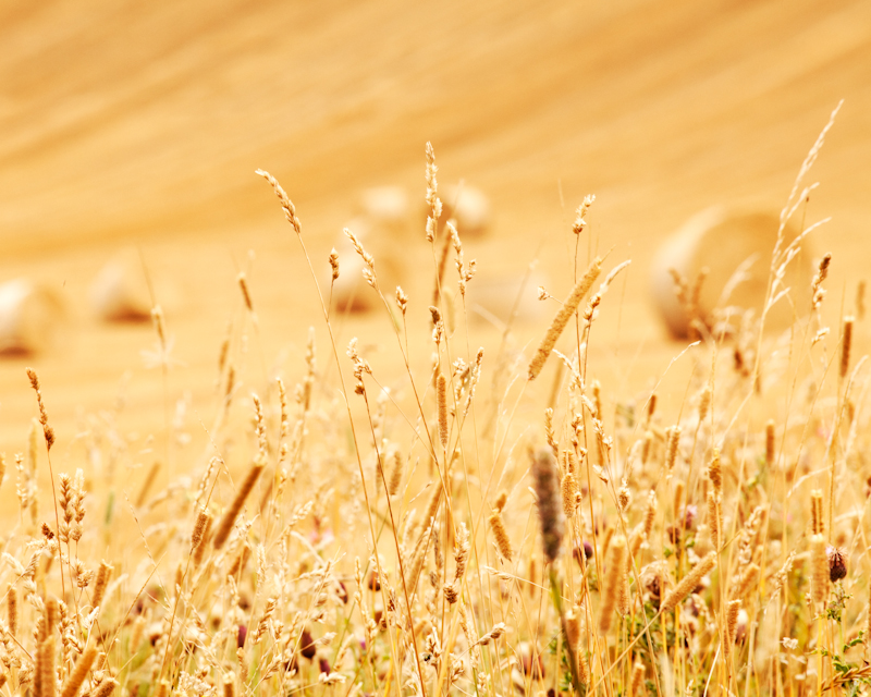 End of Summer - Landscape