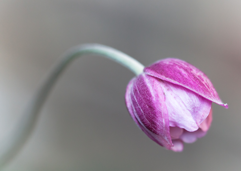 Japanese Anemone Bud - My Back Garden
