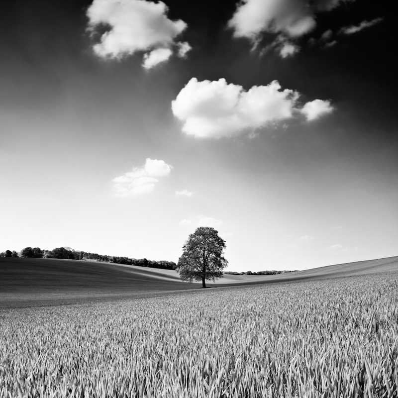 In the Spring Time - Landscape