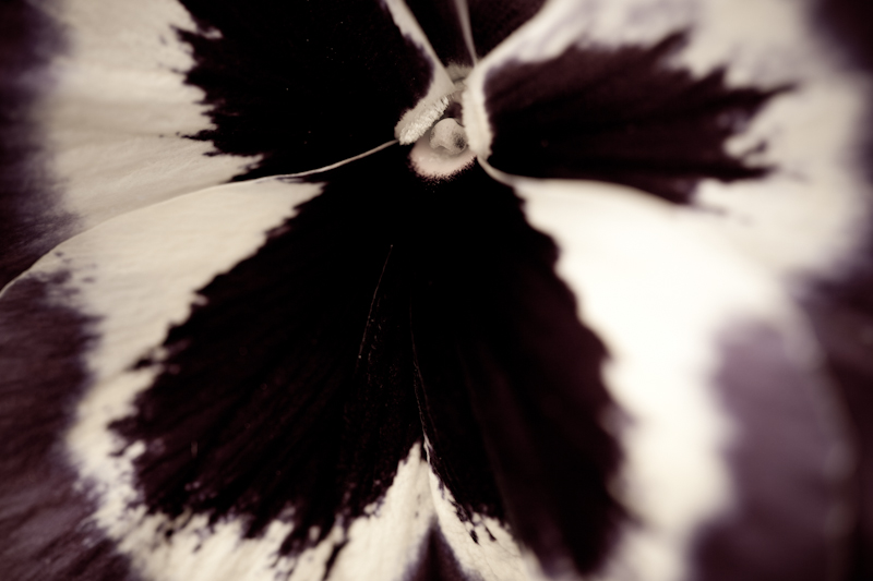 Pansy - My Back Garden