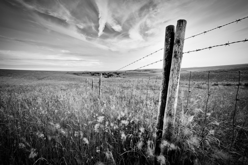 Along the Fence - Landscape