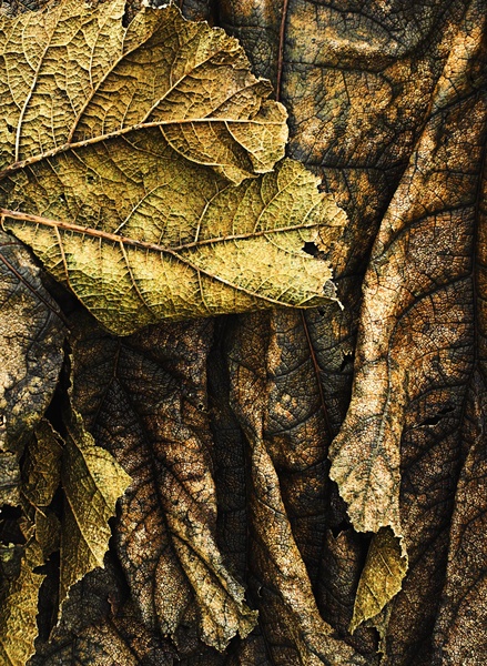 gunnera - Wood