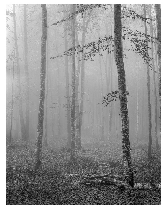  - Wood