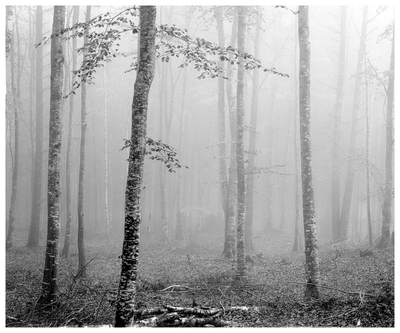 - Wood