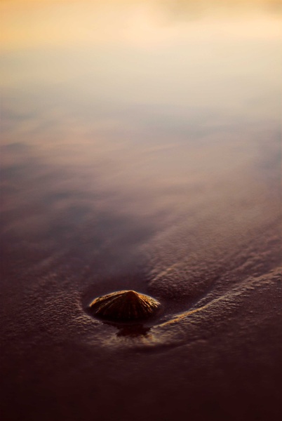 Limpet - The Edge