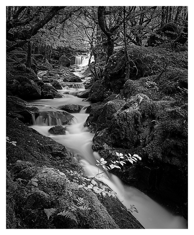 Eskadale Burn - Wood