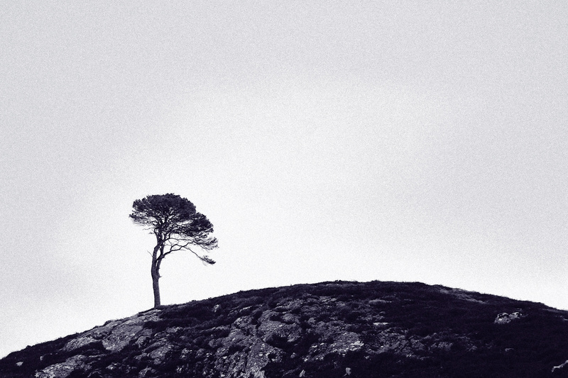 Sentinel - Wood