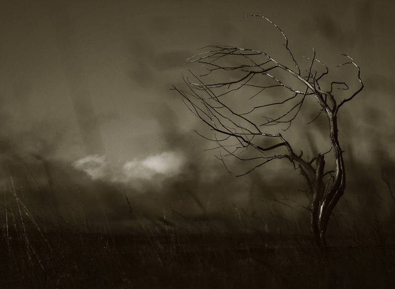 Momentary Singularity of Life - Under the sky