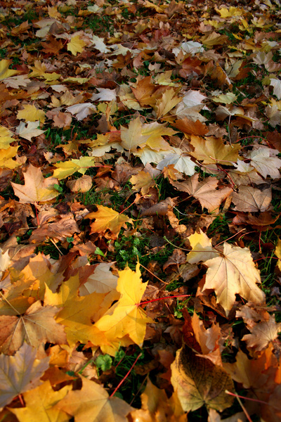 Somerset leafs _B0132 - Bristol Landscape Photography