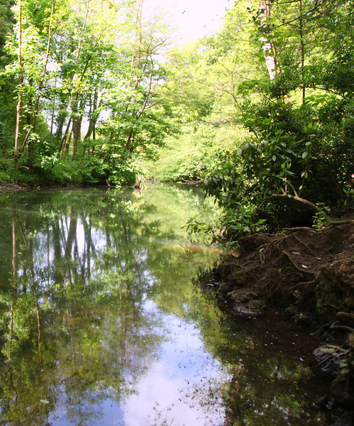 River Frome _B0219 - Bristol Landscape Photography