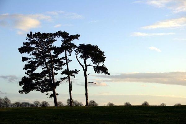 Bristol Landscape_Clifton Downs trees _B021_ Ian Wade - Bristol Landscape Photography