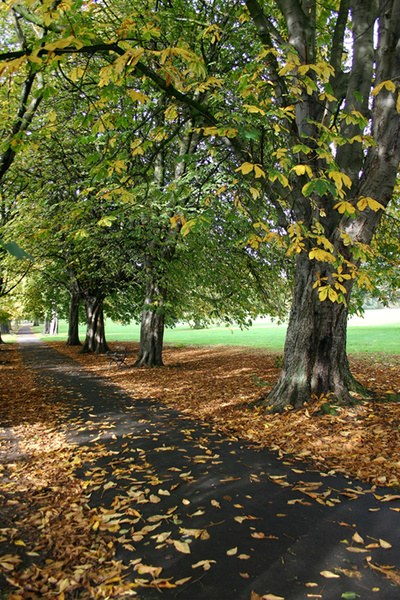 Authum in Fishponds_ B076 - Bristol Landscape Photography