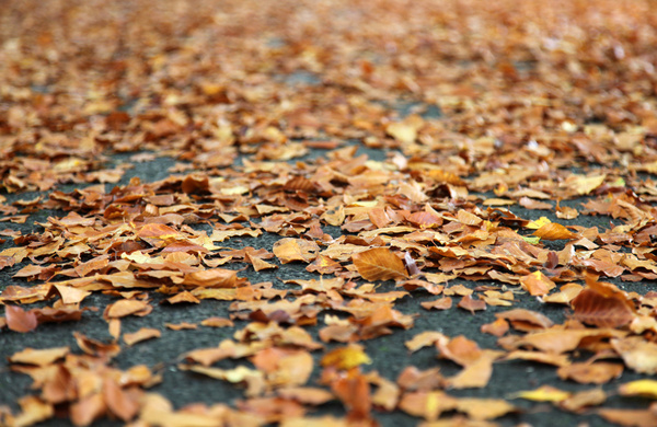Autumn leafs, Bristol_B0174 - Bristol Landscape Photography