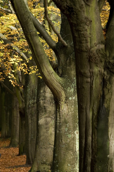 Bristol landscape_Clifton Trees autumn_B016_Ian Wade - Bristol Landscape Photography