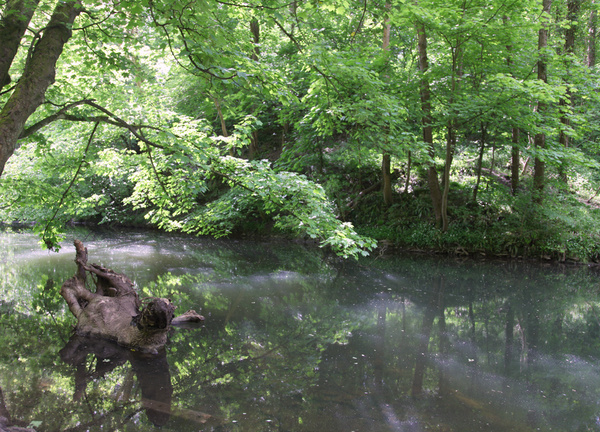 Bristol Landscape_River Frome in Spring_B0218 - Bristol Landscape Photography