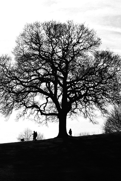 Tree silhouette _ S002 - Bristol Landscape Photography
