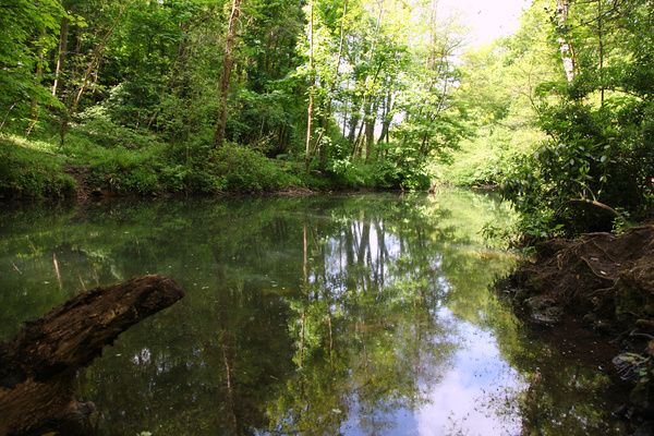 Bristol landscape_River Frome Snuff Mills _B0220_Ian Wade - Bristol Landscape Photography