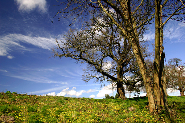 Aston Court _B073 - Bristol Landscape Photography