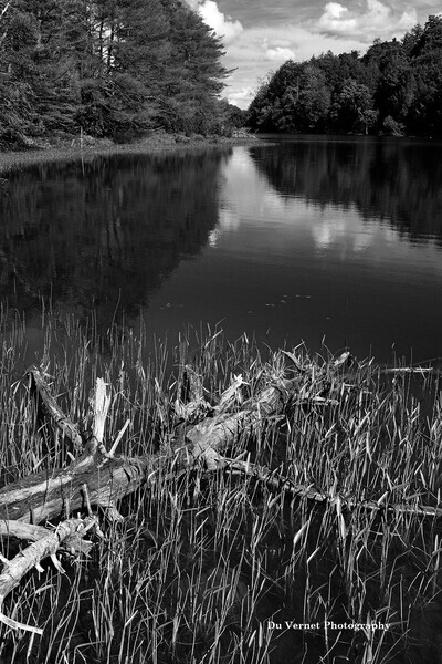 Clarkpond22-1bw2 - Muskoka Scenery