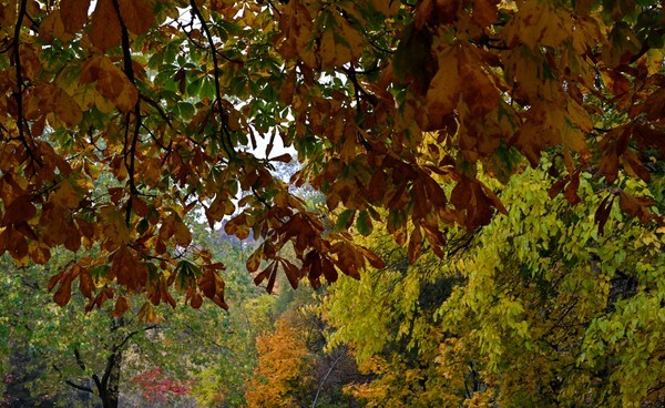 JamesGardens2310-8 - James Gardens Autumn Colours 23