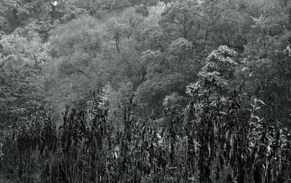 JamesGardens2310-6bw - James Gardens Autumn Colours 23