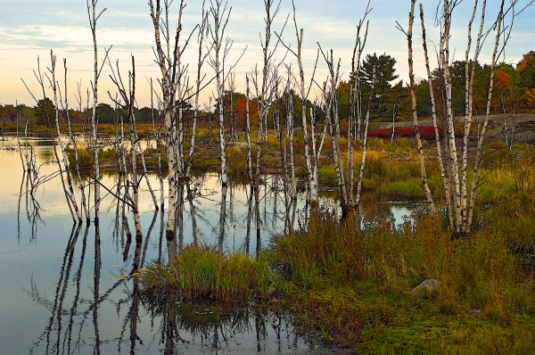 barrensbircheswc - Muskoka Scenery