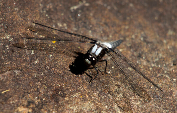 DragonFly22-1l - Genres of Photography
