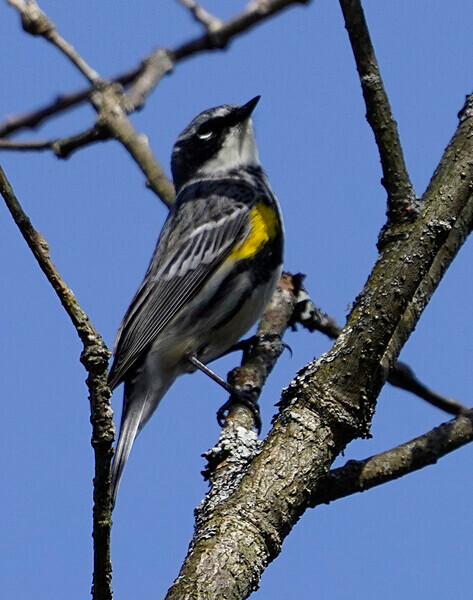Warbler22-2 - Technical