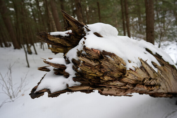 DOFtrunk23-bnl - Composition