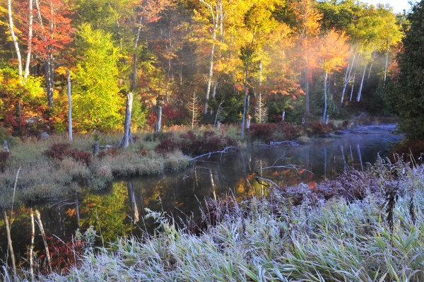 FishHatch0810-17 - Muskoka Scenery
